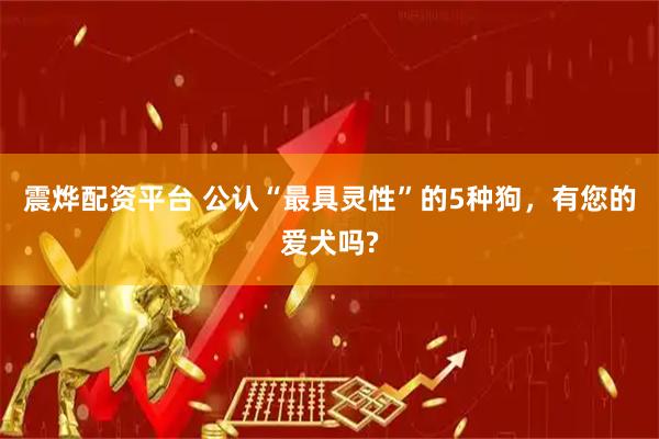 震烨配资平台 公认“最具灵性”的5种狗，有您的爱犬吗?