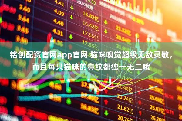 铭创配资官网app官网 猫咪嗅觉超级无敌灵敏，而且每只猫咪的鼻纹都独一无二哦